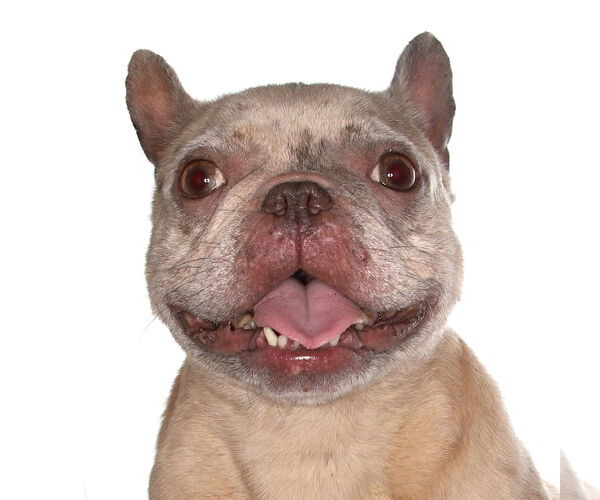 Medium Photo #1 French Bulldog-Unknown Mix Puppy For Sale in Oakland Park, FL, USA