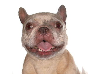 Medium French Bulldog Mix