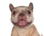 Small French Bulldog Mix