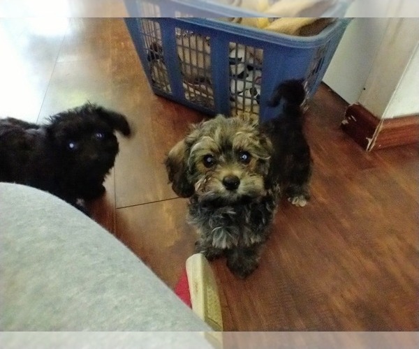 View Ad DorkiePoodle (Toy) Mix Litter of Puppies for Sale near Illinois, TILDEN, USA. ADN258957