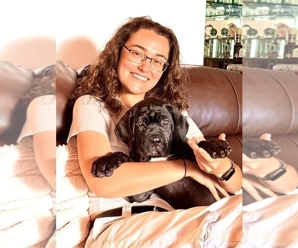 Medium Photo #28 Cane Corso Puppy For Sale in WOODLAND HILLS, CA, USA