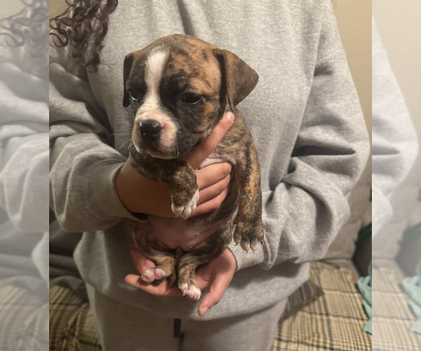 Medium Photo #4 American Bully Puppy For Sale in BOONE, IA, USA