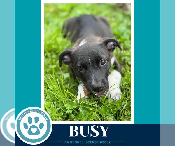 Medium Photo #3 Chihuahua Puppy For Sale in Kimberton, PA, USA