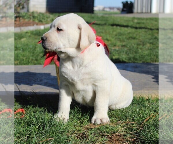 Medium Photo #4 Labrador Retriever Puppy For Sale in LEOLA, PA, USA