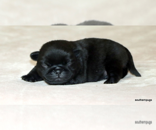 Medium Photo #9 Pug Puppy For Sale in WINNSBORO, TX, USA