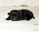 Small #8 Pug