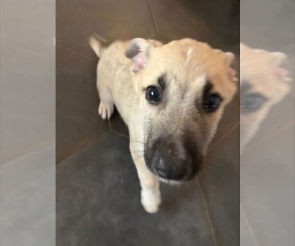 Medium Photo #9 Mutt Puppy For Sale in Holly Springs, NC, USA