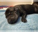 Small Photo #5 Labrador Retriever Puppy For Sale in CARMICHAEL, CA, USA
