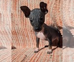 Puppy Puppy 2 American Hairless Terrier