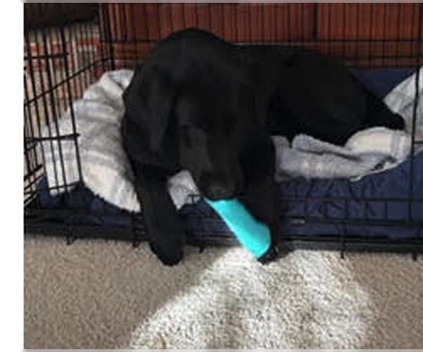 Medium Photo #2 Mutt Puppy For Sale in Plainfield, IL, USA