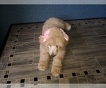 Small Photo #14 Poodle (Standard) Puppy For Sale in TAMPA, FL, USA
