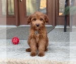 Small #4 Goldendoodle