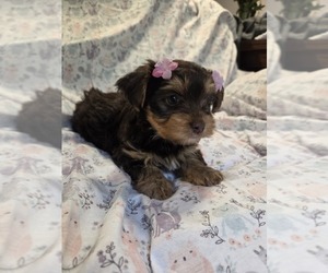 Medium Yorkshire Terrier