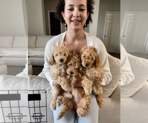 Goldendoodle (Miniature) Puppy for sale in FRISCO, TX, USA