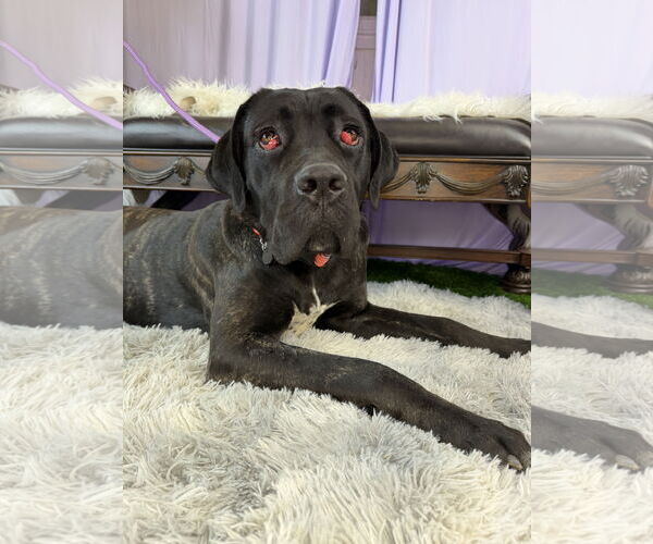 Medium Photo #2 Mutt Puppy For Sale in Goodyear, AZ, USA