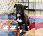 Small Photo #6 Collie-Labrador Retriever Mix Puppy For Sale in GILBERTS, IL, USA