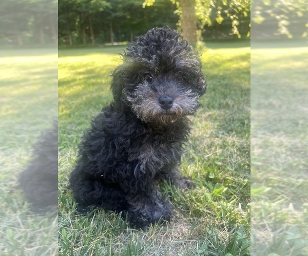 Medium Photo #1 Poodle (Miniature) Puppy For Sale in DURHAM, CT, USA