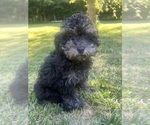 Image preview for Ad Listing. Nickname: Mini poodles