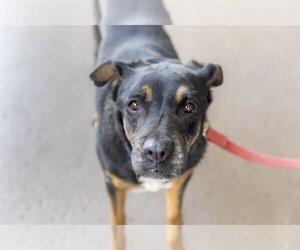 Rottweiler-Unknown Mix Dogs for adoption in Royal Palm Beach, FL, USA