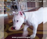 Small Photo #174 Dogo Argentino Puppy For Sale in PINEVILLE, MO, USA