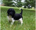 Small Photo #5 Goldendoodle-Poodle (Miniature) Mix Puppy For Sale in CLARE, IL, USA