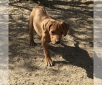 Small Photo #96 Rhodesian Ridgeback Puppy For Sale in MORONGO VALLEY, CA, USA