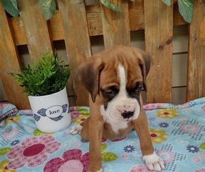 Medium Boxer