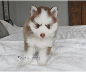 Pomsky Puppy for sale in KANSAS CITY, MO, USA