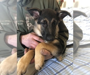 German Shepherd Dog Puppy for sale in WAHKON, MN, USA