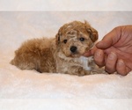 Small #2 Poodle (Toy)