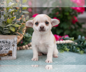 Medium Chihuahua