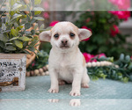 Puppy Honey Chihuahua