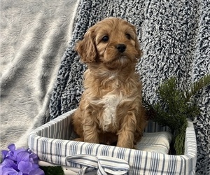 Labradoodle Puppy for sale in STANLEY, WI, USA