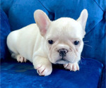 Small #1 French Bulldog