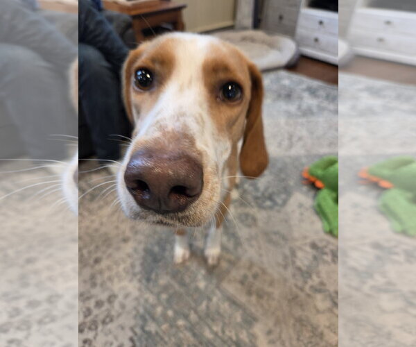 Medium Photo #2 Mutt Puppy For Sale in Woodbury, NY, USA