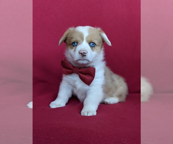 Medium Photo #3 Pembroke Welsh Corgi Puppy For Sale in GLEN ROCK, PA, USA