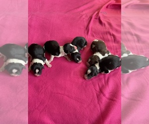 Border Collie-Papillon Mix Litter for sale in CULPEPER, VA, USA
