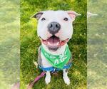 Small #1 American Pit Bull Terrier