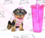 Small Photo #21 Yorkshire Terrier Puppy For Sale in LAS VEGAS, NV, USA