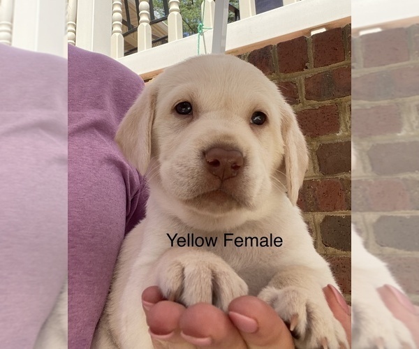 Medium Photo #1 Labrador Retriever Puppy For Sale in MADISON, NC, USA