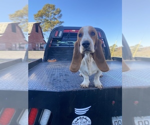 Basset Hound Puppy for sale in DALTON, GA, USA
