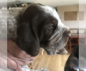 Spinone Italiano Puppy for sale in ENNIS, MT, USA