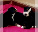 Small Photo #11 Bernese Mountain Dog Puppy For Sale in FLEMING ISLAND, FL, USA