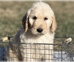 Small #7 Goldendoodle