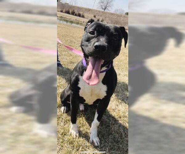 Medium Photo #6 American Pit Bull Terrier-Unknown Mix Puppy For Sale in Oskaloosa, IA, USA