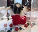 Small #18 Shih Tzu