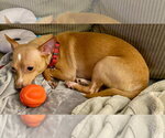 Small #5 Chihuahua
