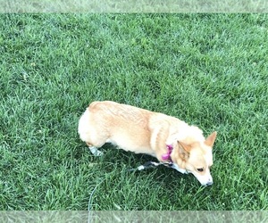 Mother of the Pembroke Welsh Corgi puppies born on 05/29/2019
