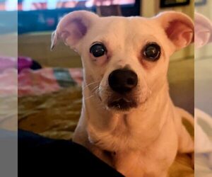 Chihuahua-Unknown Mix Dogs for adoption in Spring Lake, NC, USA