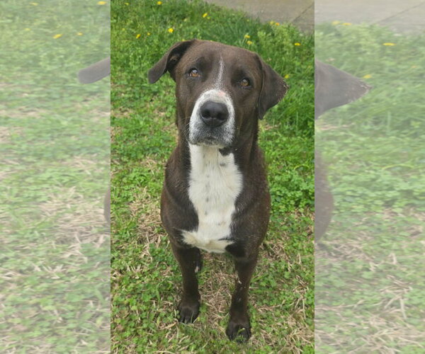 Medium Photo #3 Labrador Retriever-Unknown Mix Puppy For Sale in Alexander, AR, USA